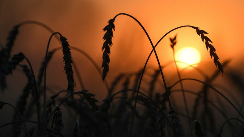 Власти Марокко заявили, что запасов пшеницы хватит на четыре месяца