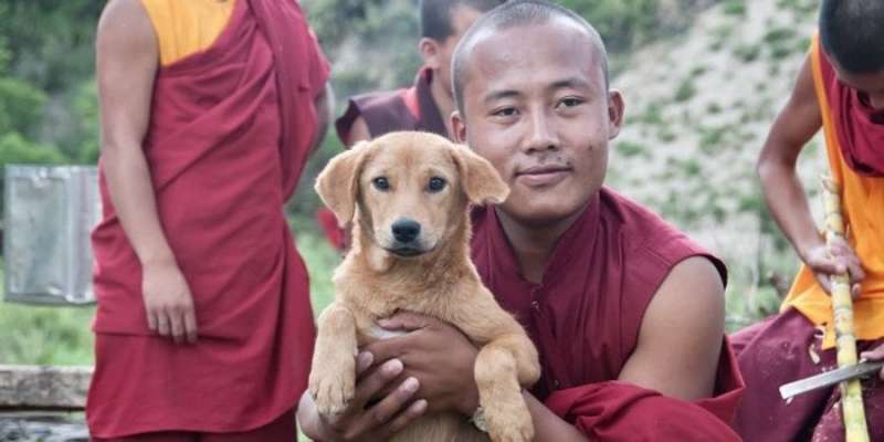 «Це подія для всього світу». Королівство Бутан стало першою країною зі 100% стерилізацією та вакцинацією вуличних собак