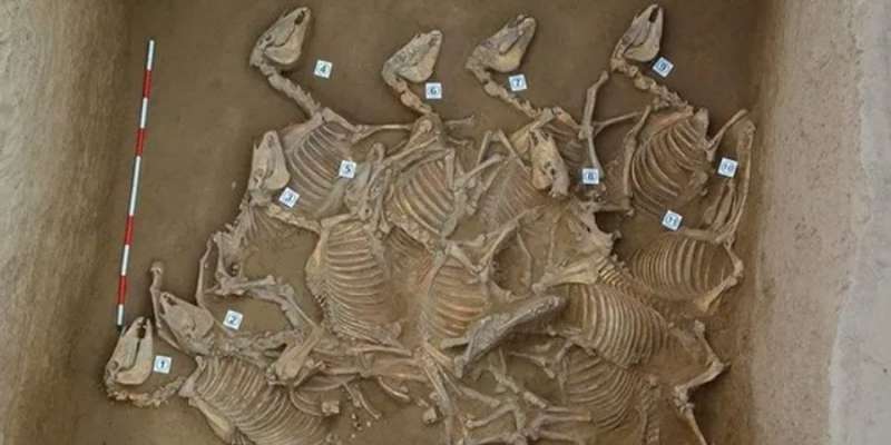Культи минулого. У Китаї знайшли жертовну яму з останками 120 коней