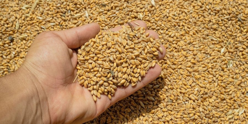 Аби не мати справ з Росією. Єгипет шукає гроші на закупівлю зерна у Казахстані