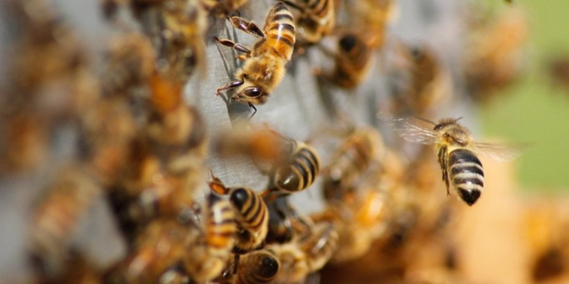 Бідні комахи. Бджоли почали прокидатись раніше після зими через глобальне потепління — британські вчені