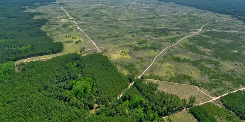 Це жахає. Екологи порахували, скільки лісу втратила планета у 2022 році - і до чого це призвело