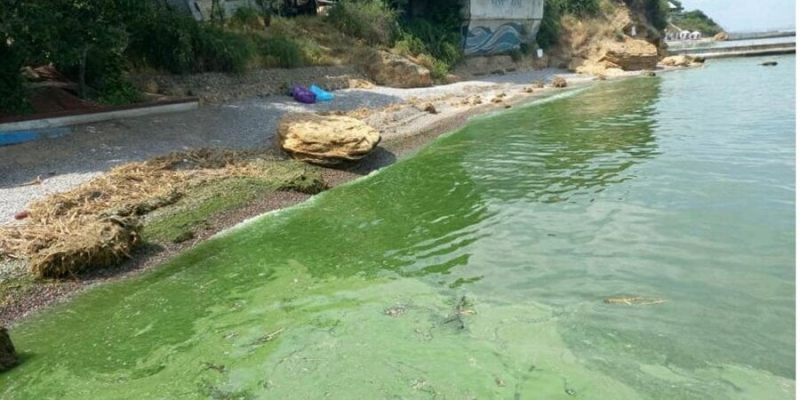 Через токсичні бактерії. Вода в Одеській затоці позеленіла