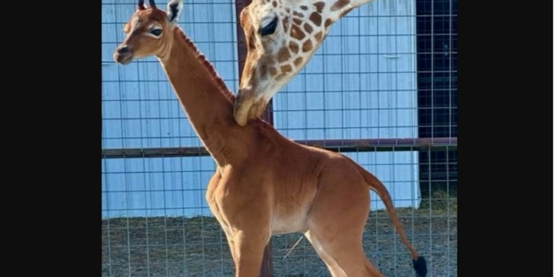 Чудеса природи. В американському зоопарку народилася єдина у світі жирафа без плям