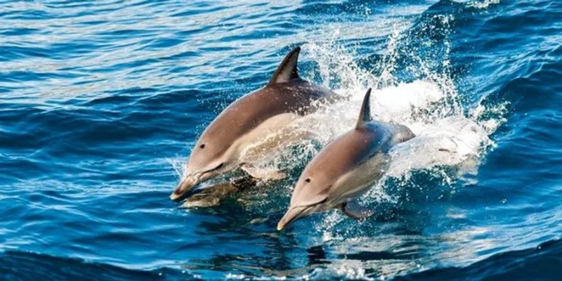 Дельфіни врятували чоловіка, який відпочивав у Єгипті, від акули — але вчені не поспішають співати їм дифірамби