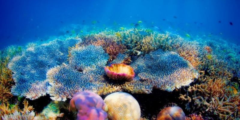 Допоможе парасолька. Вчені запропонували незвичайний спосіб порятунку коралових рифів