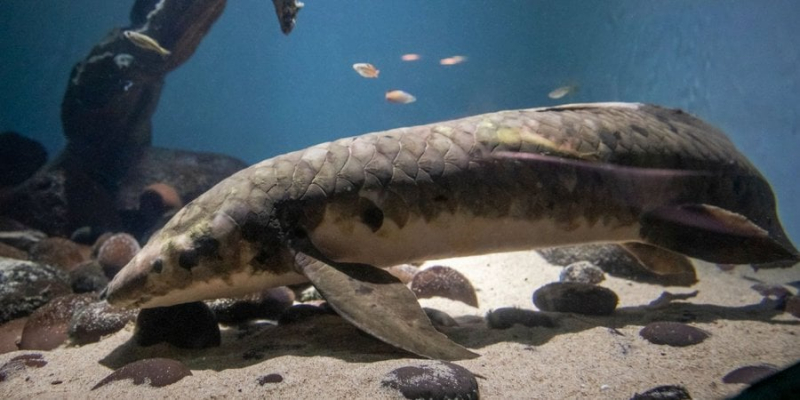 Люди стільки не живуть. У США назвали найстарішу у світі акваріумну рибку