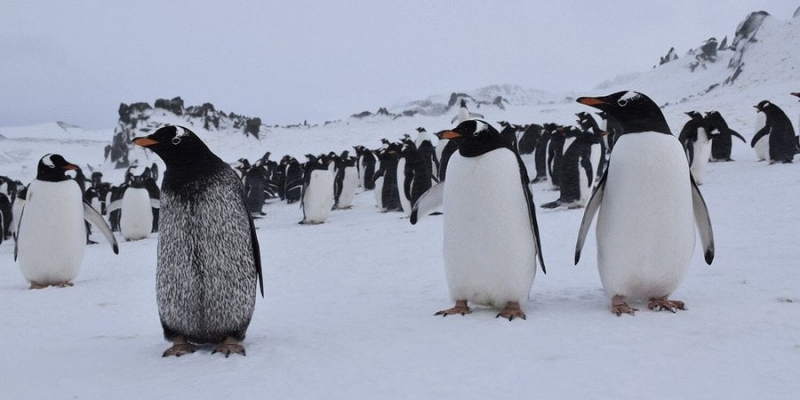 Один на чверть мільйона. Учені виявили пінгвіна з рідкісною мутацією